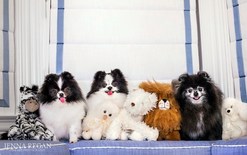 three pom dogs indoor photo session posed surrounded by stuffed animals- dallas dog photographer