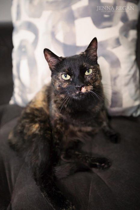 torti black cat with green eyes during photography shoot in home in lake highlands dallas texas