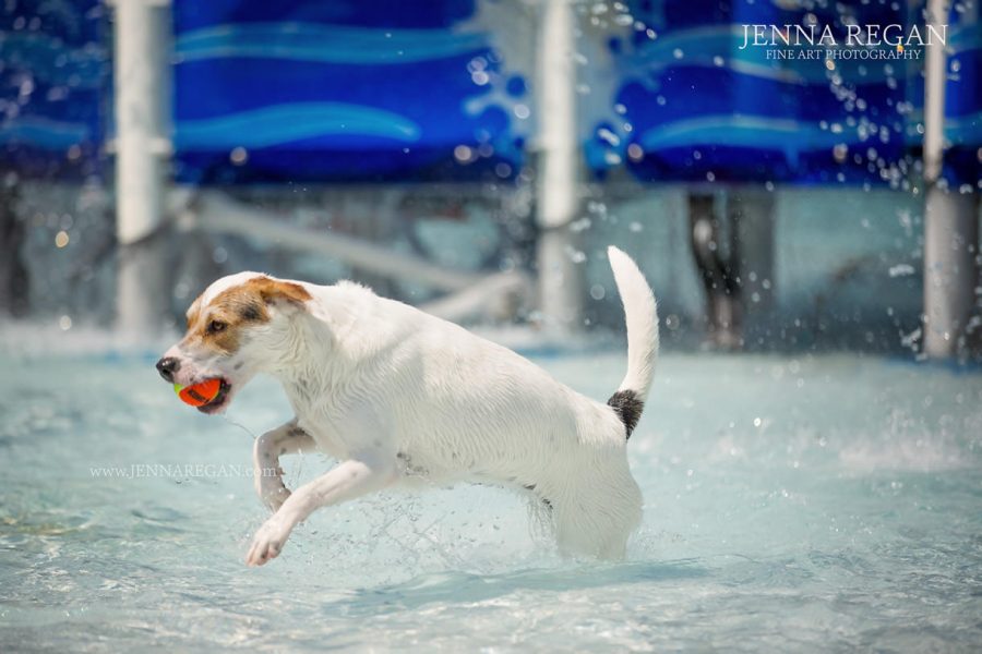 Dog Swim Events in Dallas Fort Worth