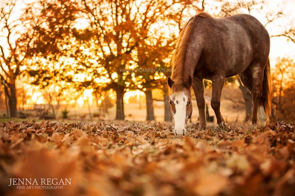 jenna regan awards winning photo dallas equine photography in the fall with paint horse