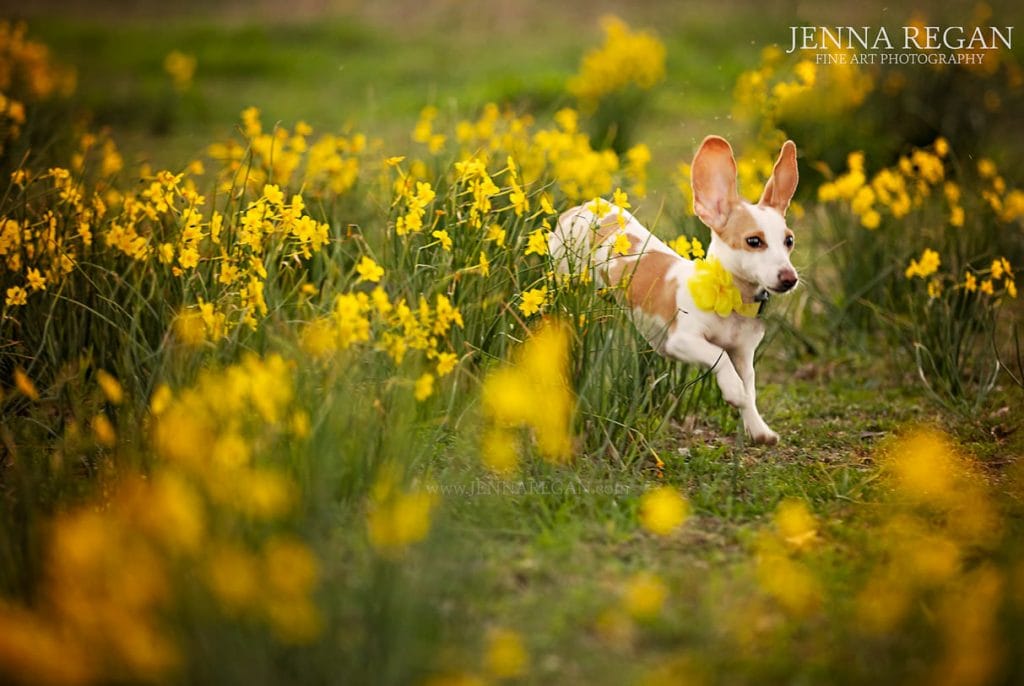 dachshund in yellow wildflowers- jenna regan photography north texas