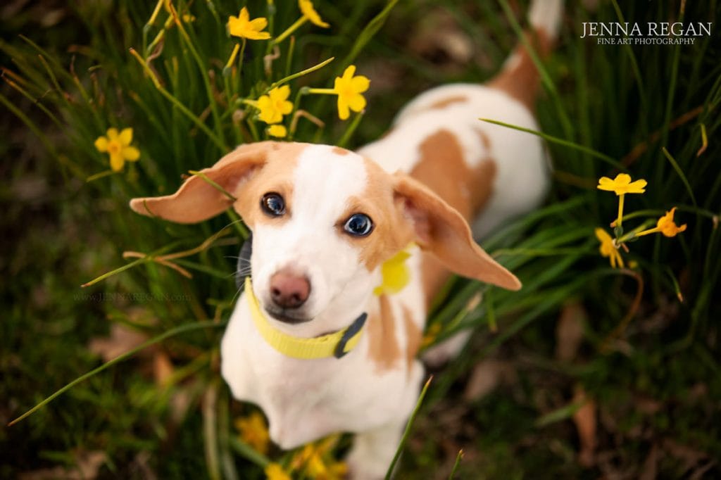 dachshund in yellow wildflowers- jenna regan photography north texas