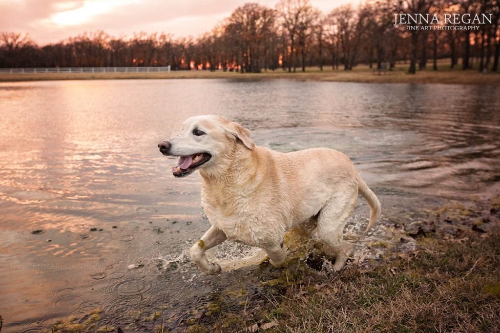 golden retriever swimming in pond during photo shoot
