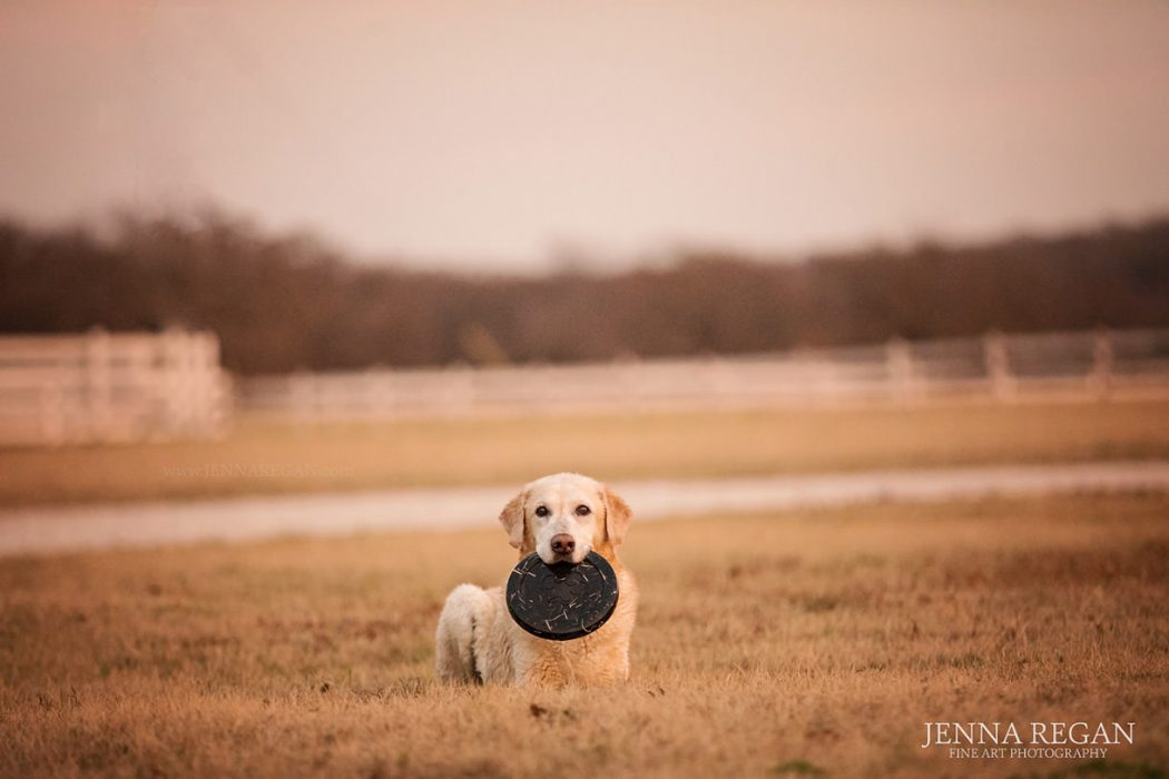 lab with Frisbee during photo shoot