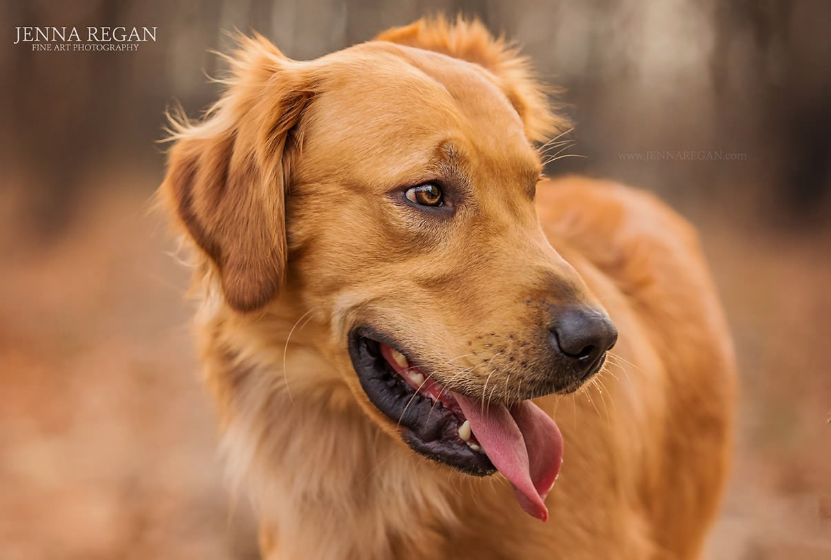 outdoor dog photography headshot of golden retriever