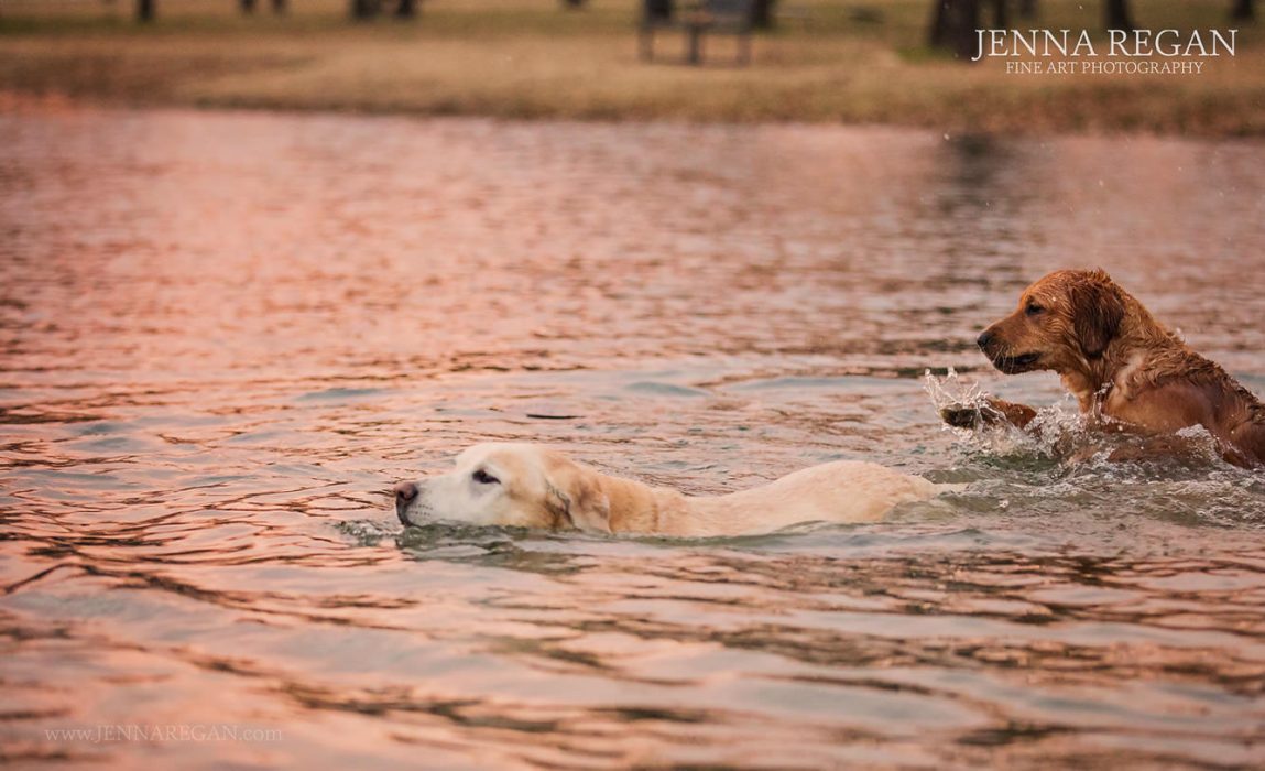 lab swimming in pond during photo session