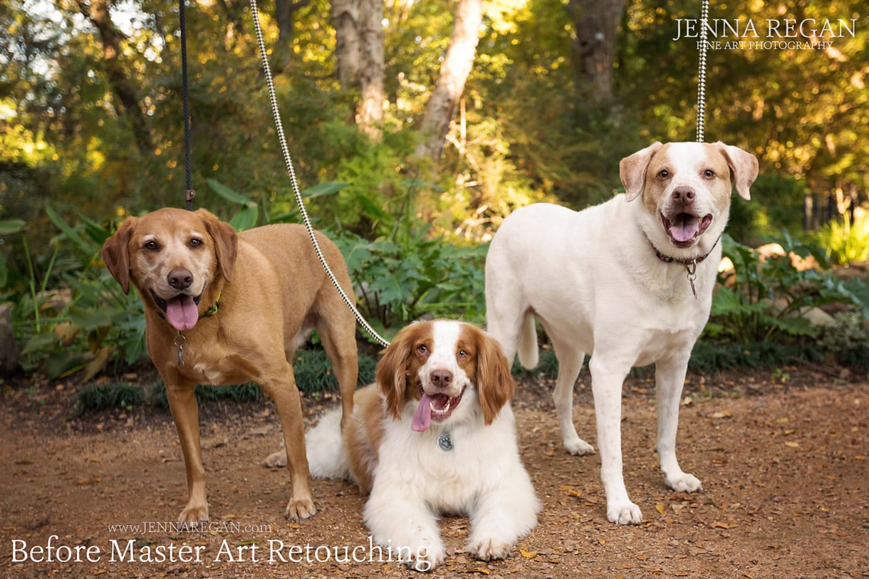 britany dog photo session- frisco pet photography- jenna regan dog photography before editing