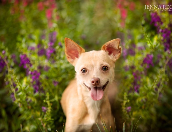 Our COVID- 19 Update | Policies for DFW Pet Photography