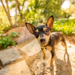 chihuahua puppy during photo shoot by dog photographer jenna regan in north texas park