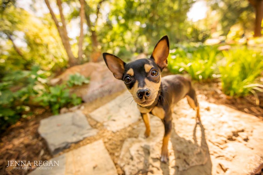 7 Tips to Planning the Ultimate Puppy Photo Session | Puppy Photography Dallas Fort Worth TX
