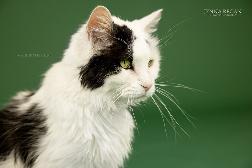 black and white cat photography studio session on green seamless background- jenna regan pet photography- allen texas- 2022