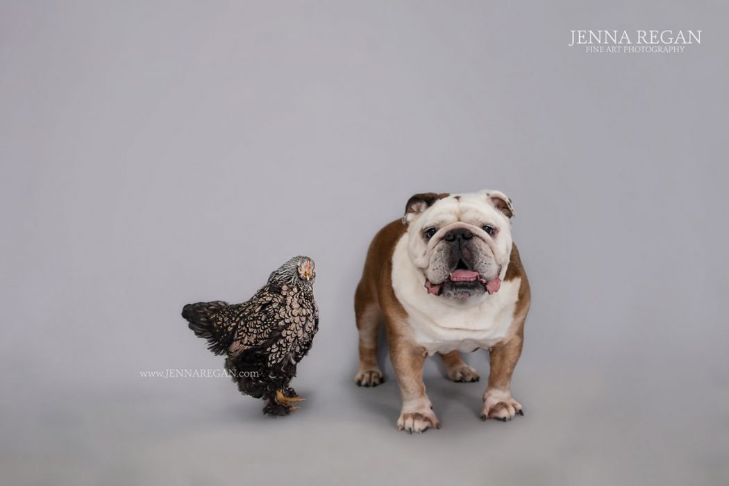 chicken and english bull dog in studio pet portraits