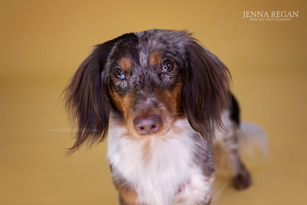 mini dachshund in jenna regan pet photography studio on gold background