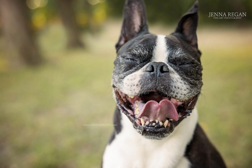 boston terrier french bull dog smiling at his legacy photo session